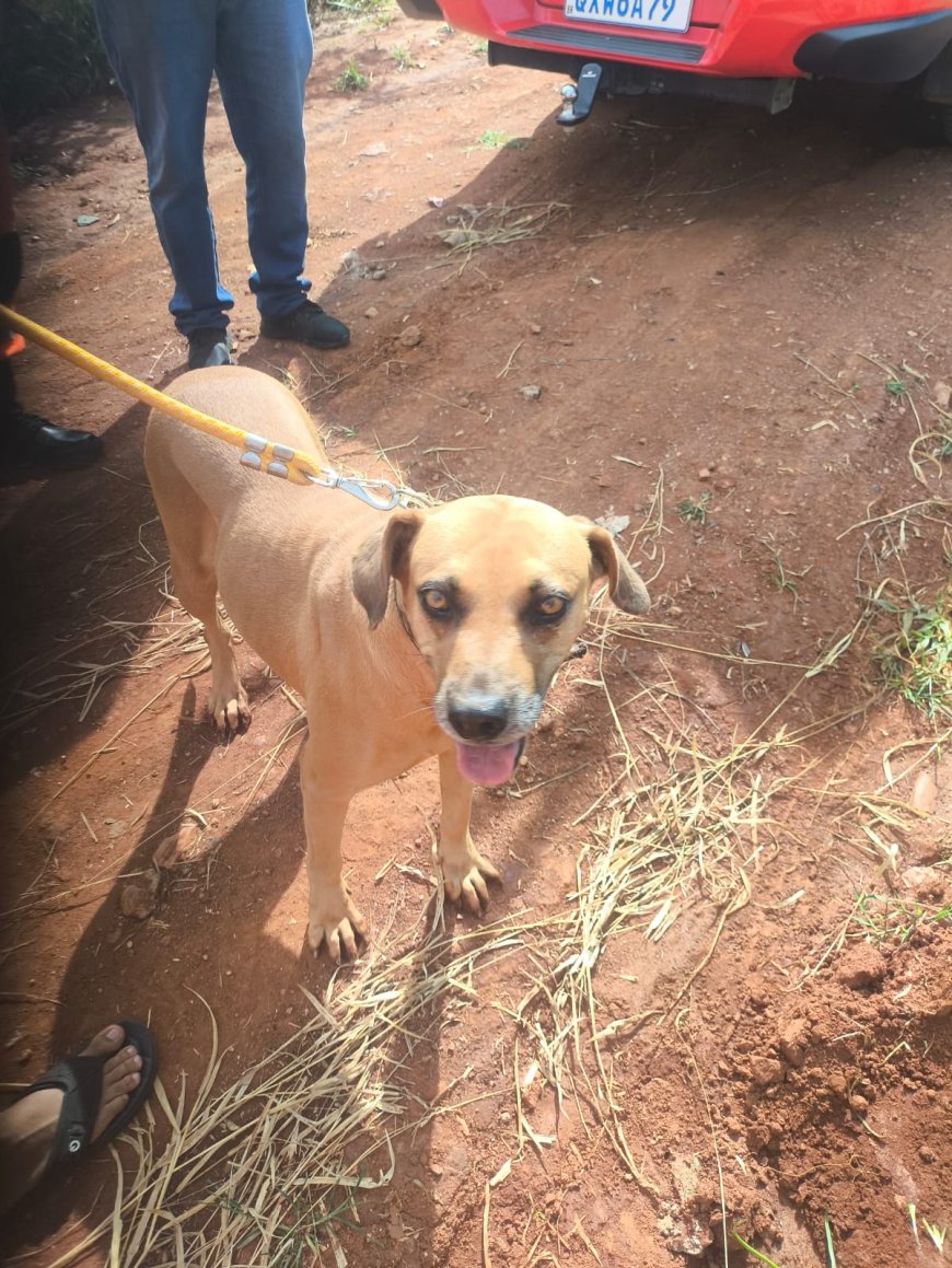 Em Guaranésia, Bombeiros resgatam canina que caiu em buraco de 3 metros