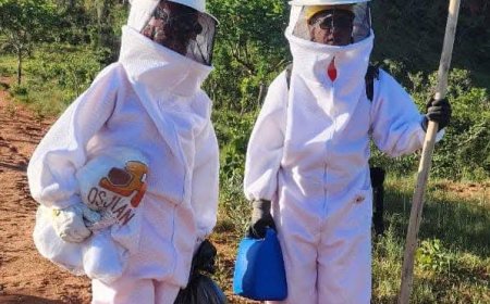 Turistas são resgatados após ataque de abelhas em Monte Santo de Minas