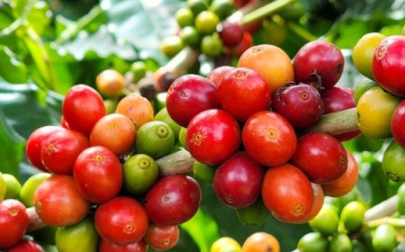 Exportações do agro mineiro somam 43% em março, mantendo-se à frente da mineração