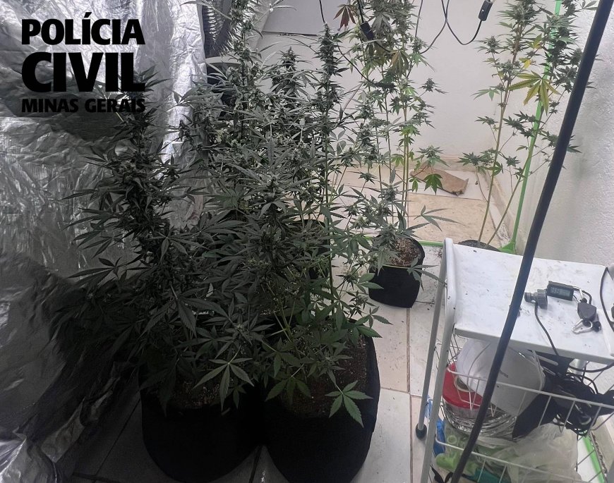 Homem de 26 anos, suspeito de cultivo de maconha em estufas, é preso pela Polícia Civil no Sul de Minas