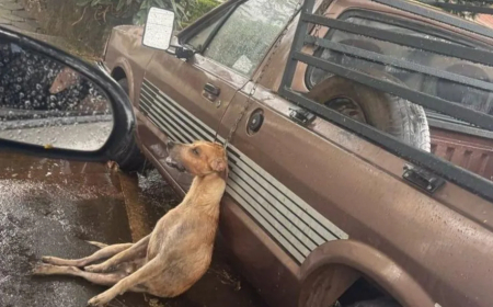 Em Nova Resende, cão morre enforcado ao pular de carroceria de caminhonete