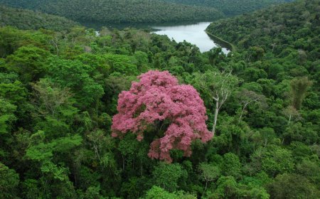 Governo de Minas abre vagas para nova edição do curso gratuito de Educação Ambiental