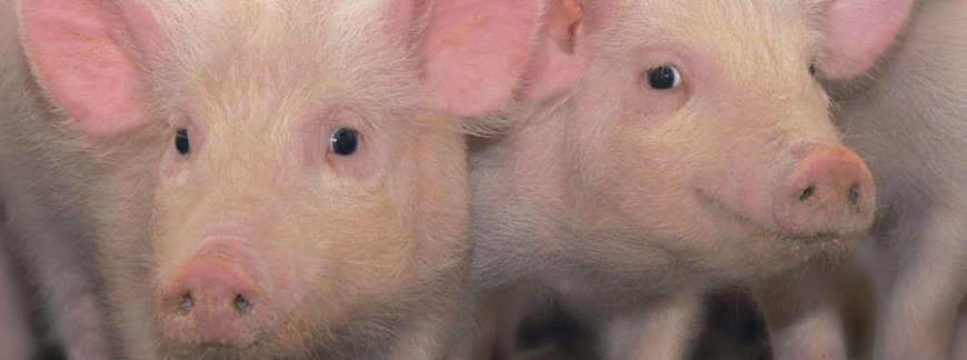 Hub do Agro oferece soluções tecnológicas para produtores rurais