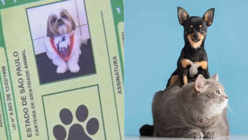 Cadastro nacional de pets com “RG Animal” para cães e gatos é lançado nesta quinta-feira