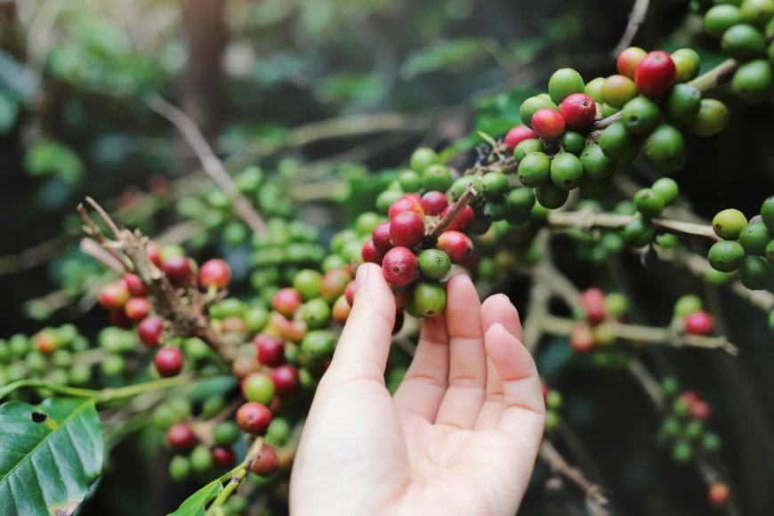Produtores de Guaxupé têm prejuízos com furtos de café no pé; Zema diz que casos têm diminuído