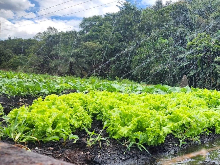 Nova cartilha da Emater-MG mostra como produzir adubo natural, simples e barato