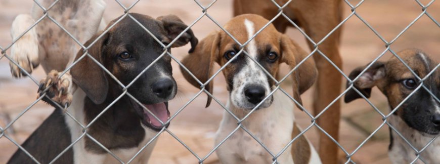 Governo de Minas intensifica ações no Abril Laranja para prevenir crueldade contra animais domésticos