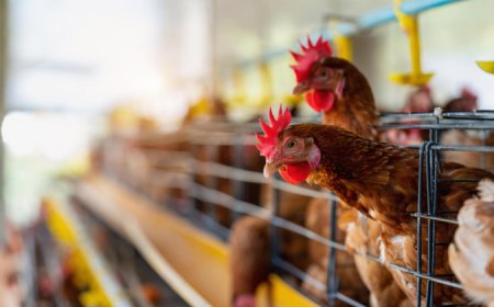 Brasil tem 1º caso de gripe aviária em granja comercial, diz governo