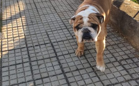 Cão perdido em Guaxupé