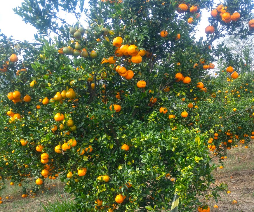 Minas irá colher 238 mil toneladas de tangerina ponkan em 2025