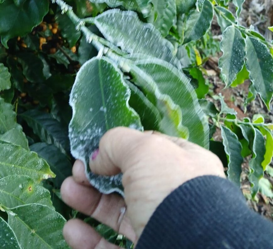 Geada acomete áreas cafeeiras no Sul de Minas e traz preocupação para produtividade da safra 26