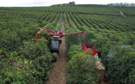 Colheita de café da Cooxupé atinge 31,4% do volume