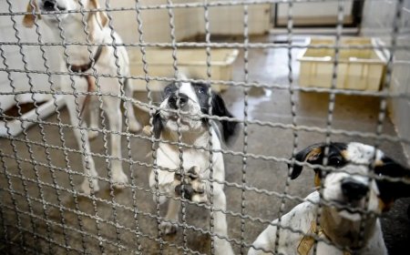Projeto aprovado na Câmara proíbe uso de animais em testes cosméticos