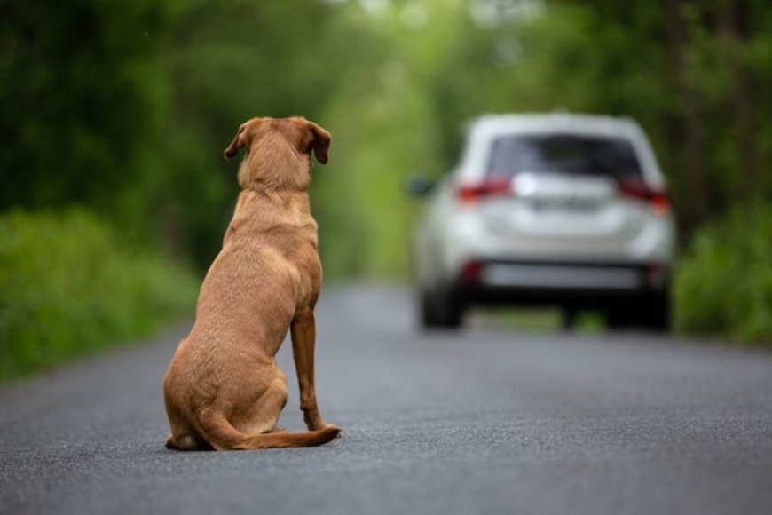 Motoristas que abandonarem animais poderão ter a CNH suspensa