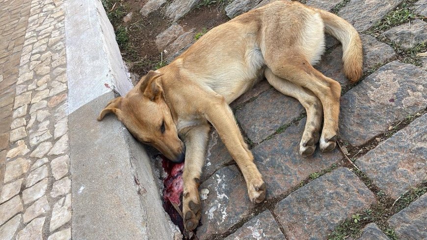 Em Guaxupé, cão comunitário envenenado vira caso de polícia