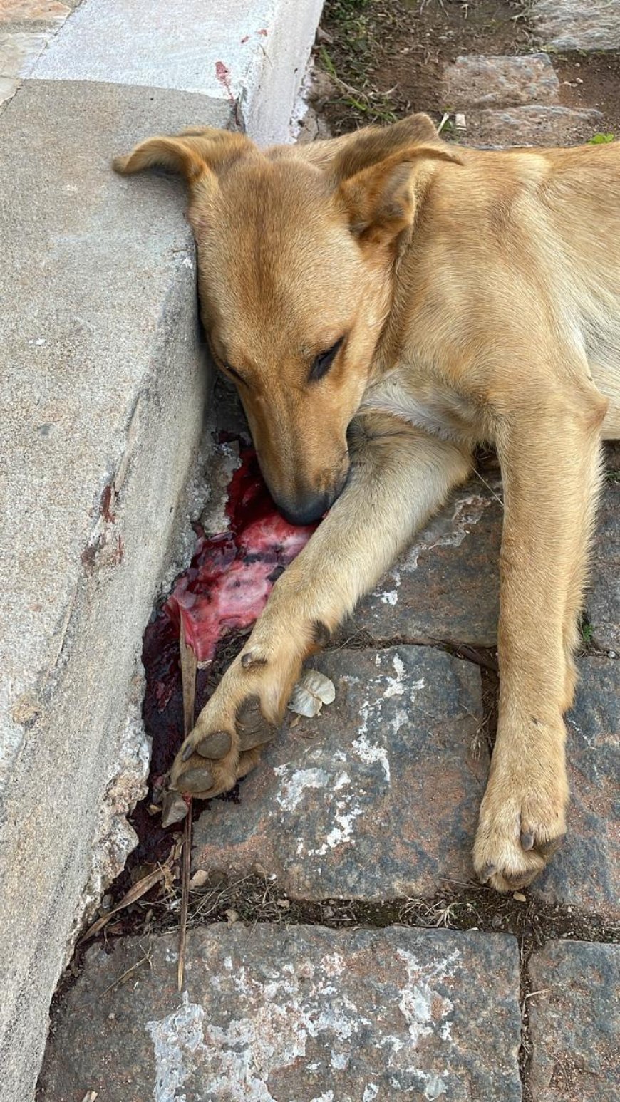 Em Guaxupé, cão comunitário envenenado vira caso de polícia
