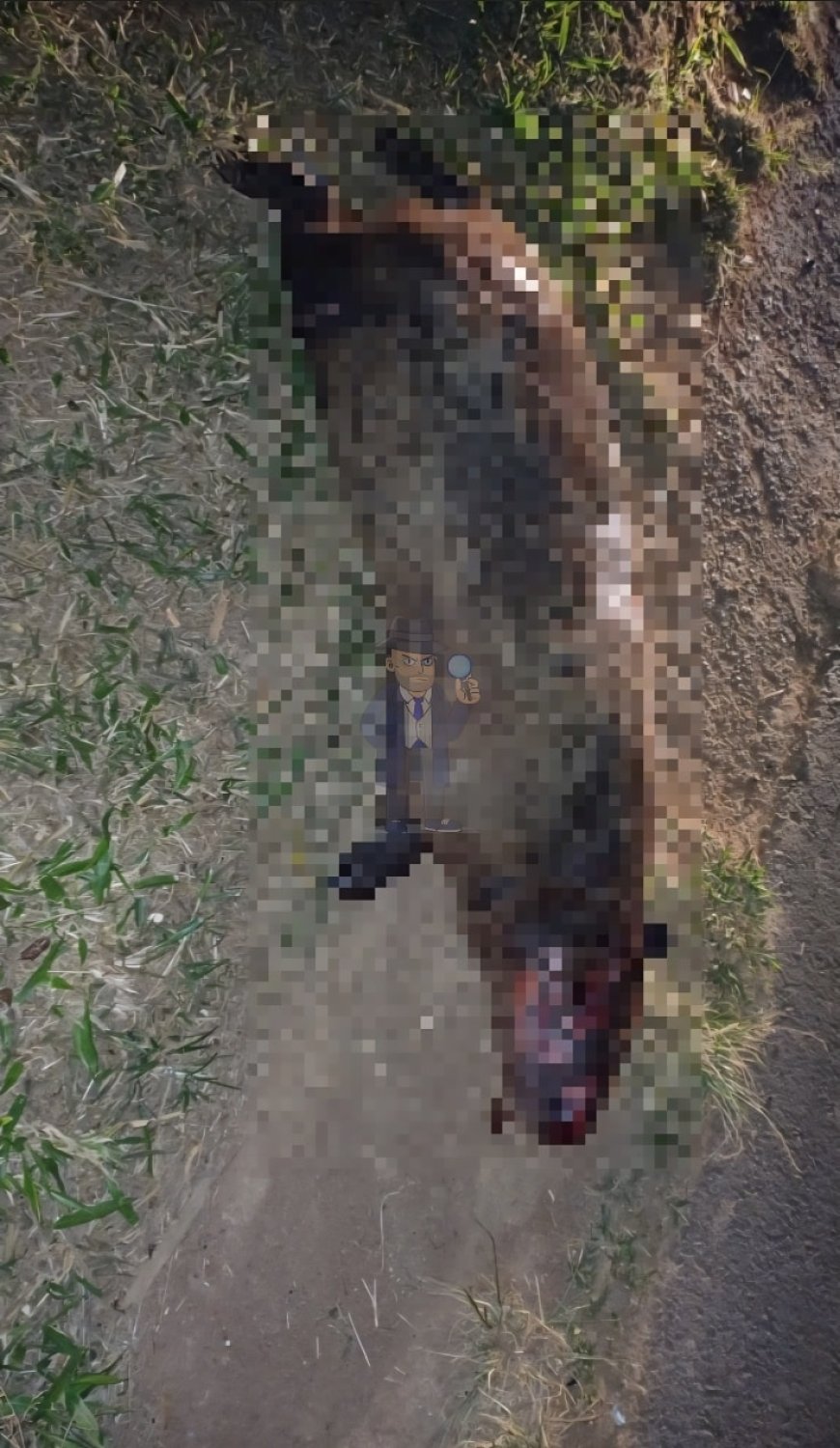 Enfermeiro de 36 anos fica ferido ao colidir veículo com uma capivara na SP-350, próximo a Itobi
