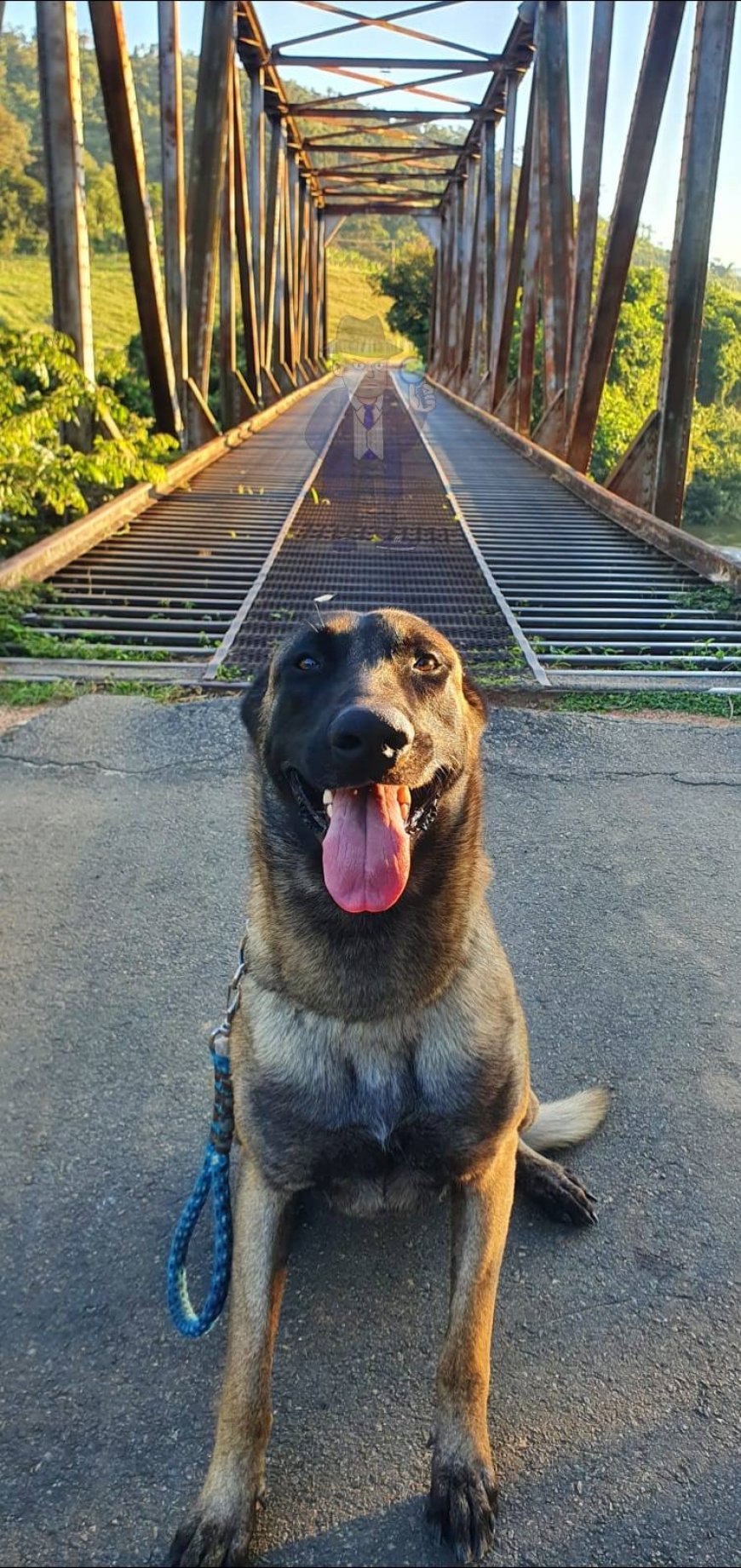 Cão conduz as buscas a mulher desaparecida e empresário localiza o corpo no Rio Pardo