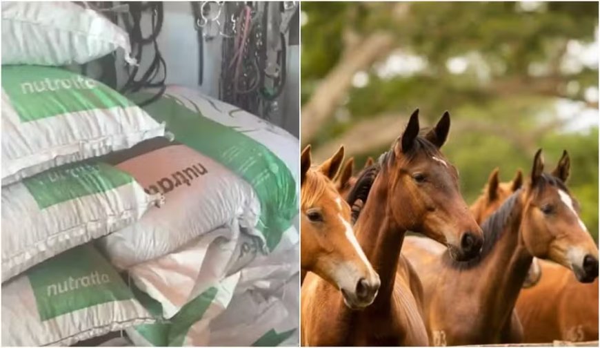 Cavalos morrem após comerem ração contaminada; casos também estão sendo investigados em Guaranésia