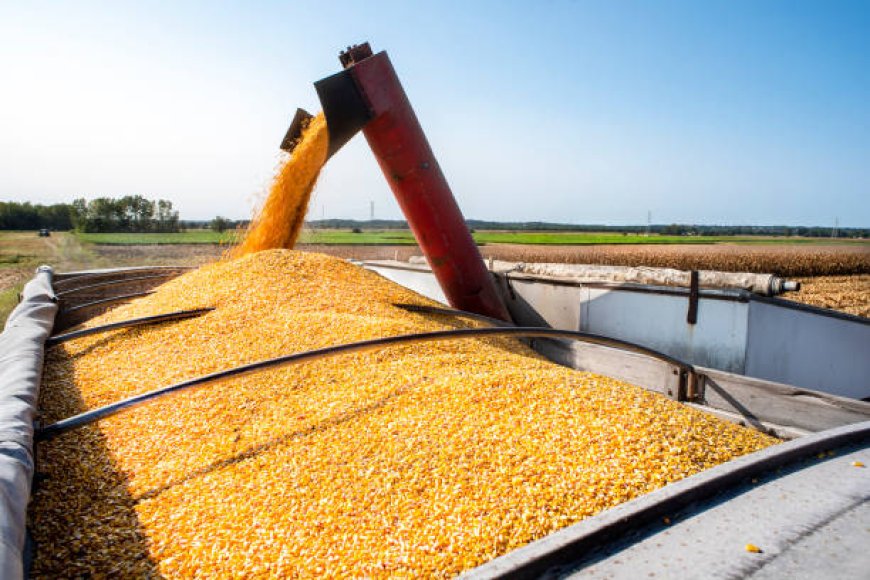 Golpistas usam empresas reais para enganar produtores rurais e desviar cargas de milho no Sul de Minas