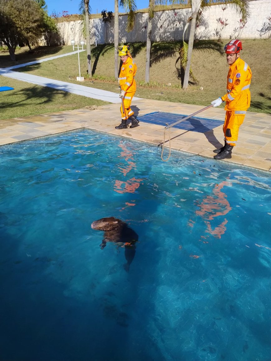 Bombeiros resgatam capivara em piscina de residência na zona rural de Guaxupé