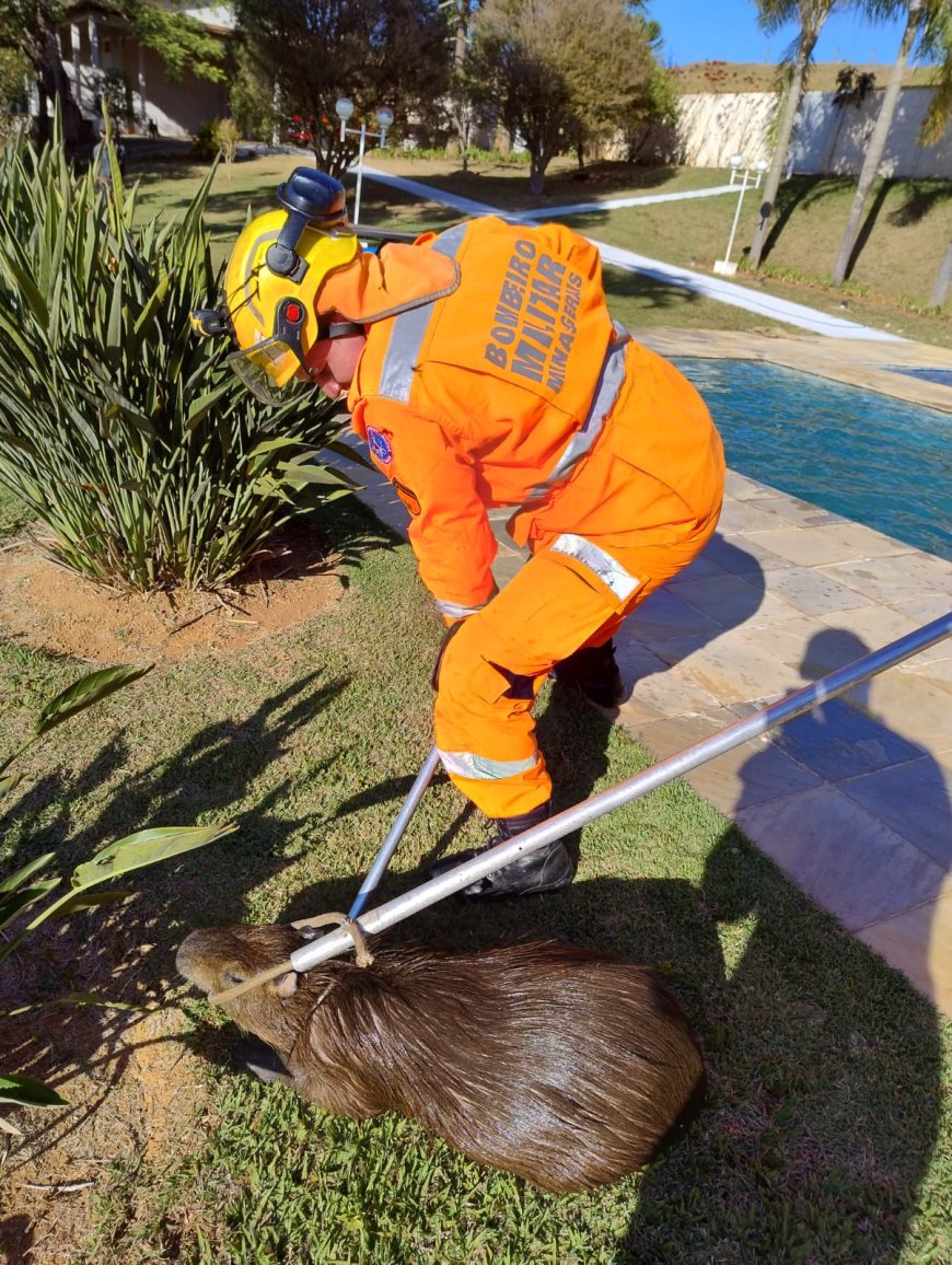 Bombeiros resgatam capivara em piscina de residência na zona rural de Guaxupé