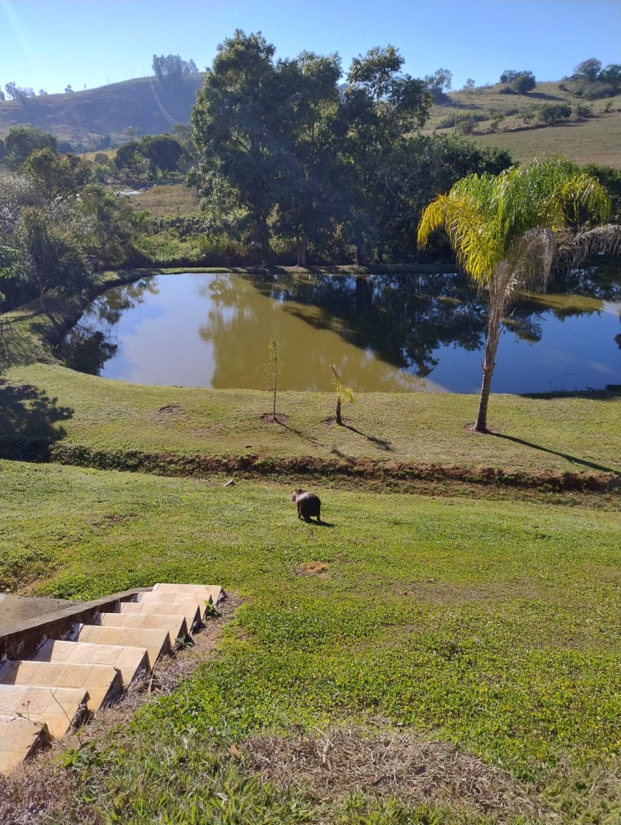 Bombeiros resgatam capivara em piscina de residência na zona rural de Guaxupé