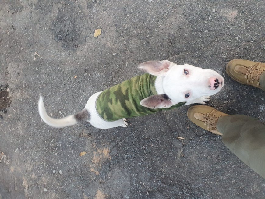 Mulher é presa por maus-tratos a filhote de Pit bull no Sul de Minas