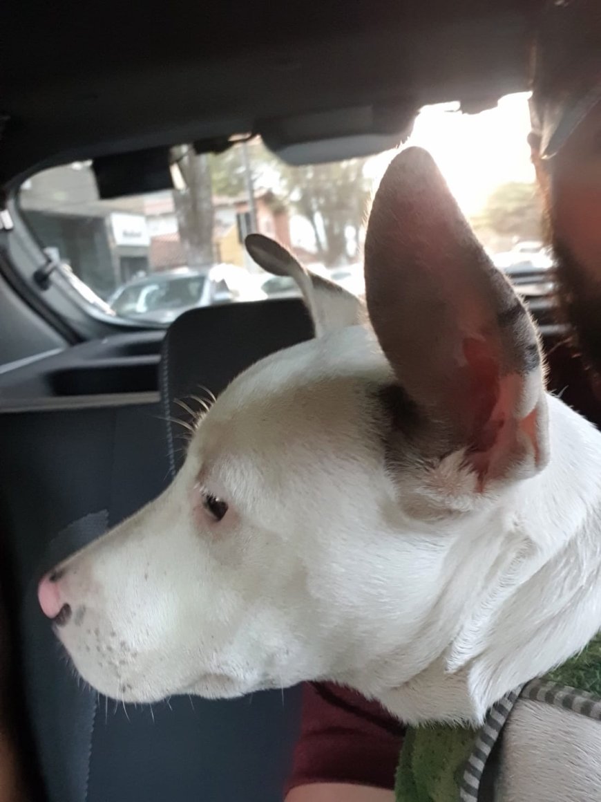 Mulher é presa por maus-tratos a filhote de Pit bull no Sul de Minas