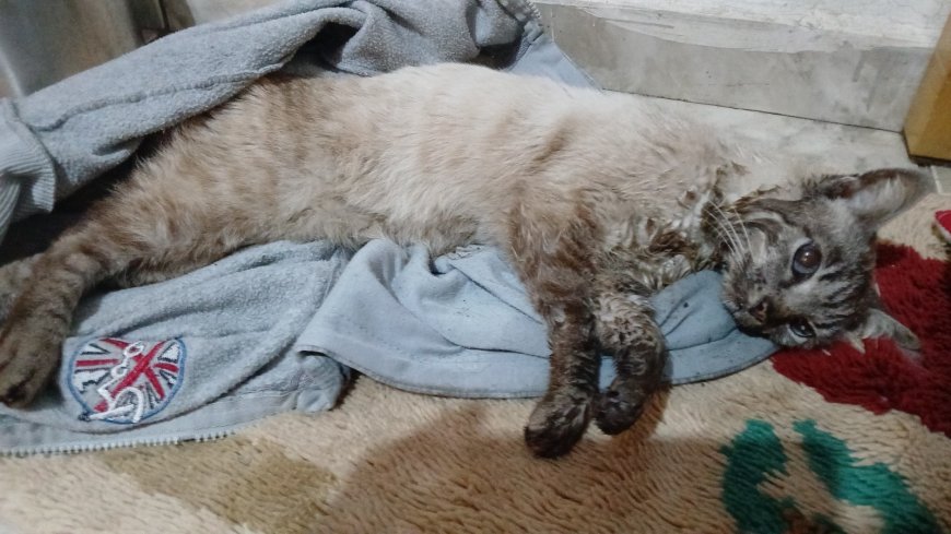 Polícia Civil investiga maus-tratos a gato em Poços de Caldas e prende foragido durante diligência