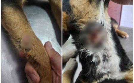 Polícia Civil apura crime de maus-tratos contra animais no Sul de Minas