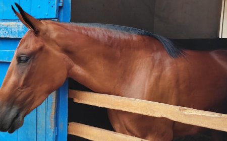 Passaporte Sanitário Equestre moderniza trânsito de equídeos em Minas