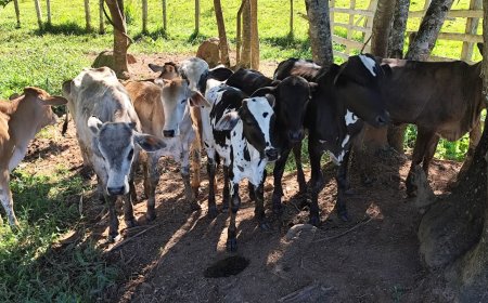 Policiais Civis apreendem 14 cabeças de gado sem procedência em empresa de leilões em Campestre