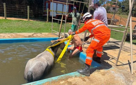 Bombeiros utilizam técnicas de salvamento terrestre para resgatar égua que caiu em piscina