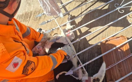 Cão preso em lança de portão é resgatado pelos Bombeiros em Guaxupé