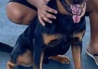 Doa-se cão da raça Rottweiler em Guaxupé