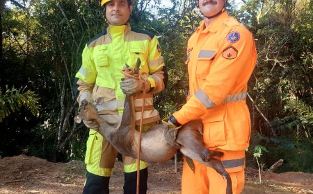 Bombeiros resgatam veado catingueiro na rodovia MGC-491