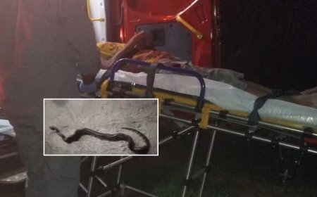 Cobra mordida por homem em Mococa morre após incidente