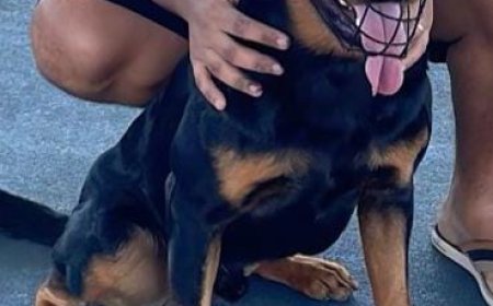 Doa-se cão da raça Rottweiler em Guaxupé