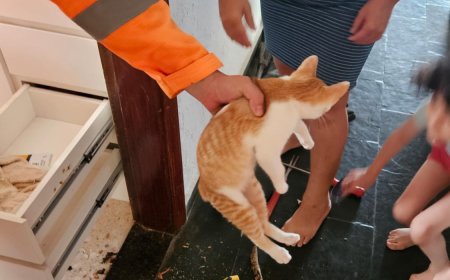 Bombeiros resgatam três gatos em um único dia no Sul de Minas