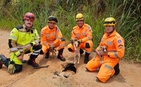 Filhotes de cães são resgatados presos em manilha no Sul de Minas