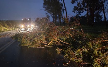 Queda de árvore interdita o tráfego de veículos na rodovia MG-179