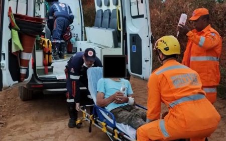 Homem de 66 anos leva mais de cem picadas de abelhas durante trabalho em área rural