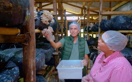 Produtora aposta no shimeji branco e encontra nova fonte de renda em Muzambinho