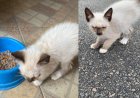 Procura-se gatinho desaparecido em Guaxupé
