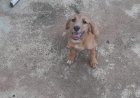 Maggie precisa de um lar