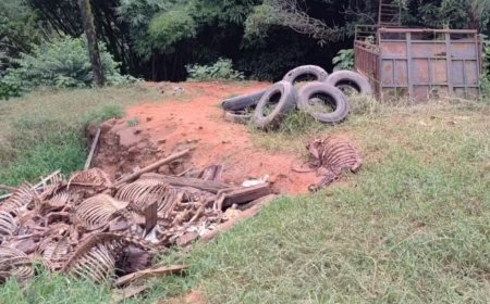 Absurdo: Cavalos podem ter sofrido maus-tratos em abate clandestino no interior de Minas