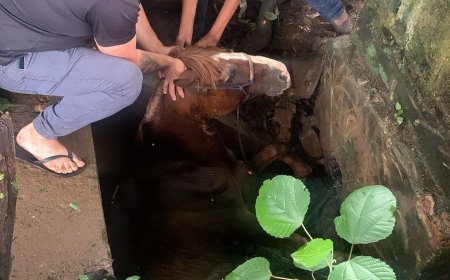 Equino caído em vala de captação de água é resgatado pelo Corpo de Bombeiros na MGC-383