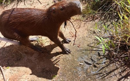 Bombeiros gastam três horas para resgatar capivara caída em reservatório