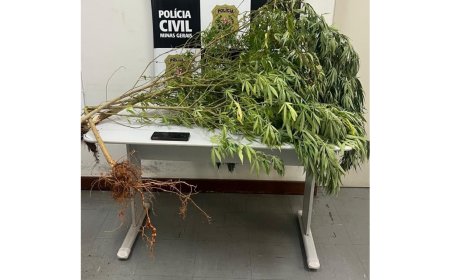 Pés de maconha são encontrados em residência durante ação da PC no interior de Minas